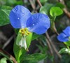 Asiatic Dayflower