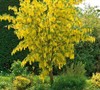 Golden Chain Tree