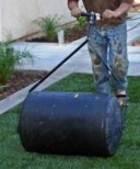 Rolling a sodded lawn