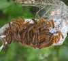 Picture about Thunderhead Pine Being Eaten By Light Green Caterpillars