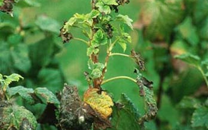 Currant Aphids