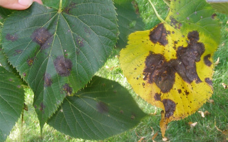 Leaf Spot disease