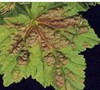 aphid attack on currant leaf