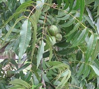 Moreland - Pecan Picture