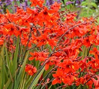 Crocosmia X Crocosmiliflora  Twilight Fairy Tm Crimson Picture
