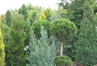 hollywood juniper pruning