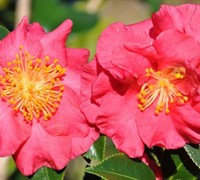 Bella Rouge Camellia Picture