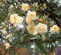 Double Yellow Oleander Picture