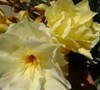 Double Yellow Oleander