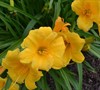Evergreen Stella Daylily