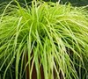 Everillo Carex