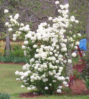 Snowball Viburnum
