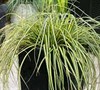 Everoro Carex