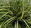 Everoro Carex