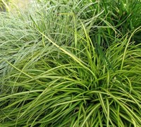 Eversheen Carex Picture
