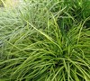 Eversheen Carex