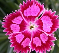 Fire And Ice Dianthus Picture