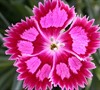 Fire And Ice Dianthus