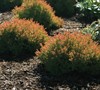 Fire Chief Arborvitae