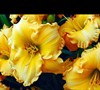 Joy Of Living Goldie Locks Daylily