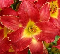Joy Of Living High Voltage Daylily Picture