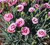 Raspberry Surprise Dianthus