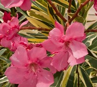 Twist Of Pink Oleander Picture