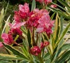 Twist Of Pink Oleander