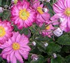 Anemone  Pretty Lady Julia