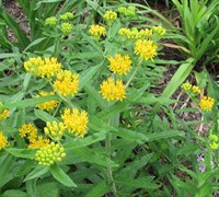 Hello Yellow Butterfly Weed Picture