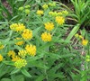 Hello Yellow Butterfly Weed