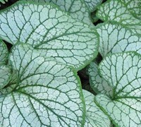 Brunnera Macrophylla  Silver Charm  Ppaf - Heartleaf Brunnera Picture