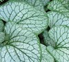 Brunnera Macrophylla  Silver Charm  Ppaf - Heartleaf Brunnera