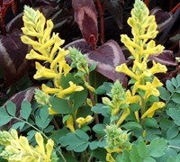 Corydalis  Canary Feathers  Pp#18909 - False Bleeding Heart Picture