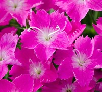 Dianthus  Kahori®  Pp#21016 - Pinks Picture