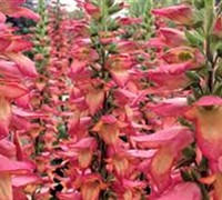 Digiplexis  Raspberry Improved  Ppaf - Canary Island Foxglove Picture