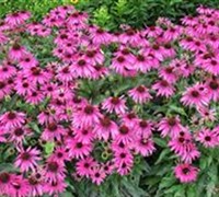 Echinacea  Butterfly Kisses  Pp#24458 - Coneflower Picture