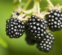 Rubus  Prime-Ark® Freedom  Ppaf - Blackberry Picture