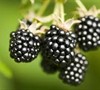 Rubus  Prime-Ark® Freedom  Ppaf - Blackberry
