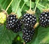 Rubus  Prime-Ark® Freedom  Ppaf - Blackberry