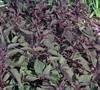 Eupatorium Rugosum  Chocolate  - Snakeroot