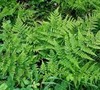 Athyrium Filix-Femina - Lady Fern