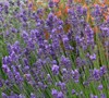 Lavandula Stoechas  Bright Luxurious  Ppaf