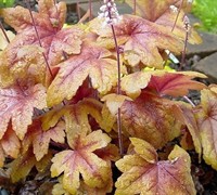 Heucherella  Twilight  Ppaf - Foamy Bells (Terra Nova) Picture