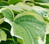 Hosta  Fantabulous  - Plantain Lily
