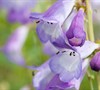 Penstemon Quartz Tm  Amethyst  Uspptbs - Bearded Tongue