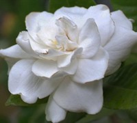 Crown Jewel Gardenia Picture