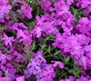 Phlox Paparazzi Tm  Britney Pp#23703