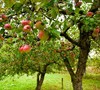 Pink Lady - Apple Tree Picture