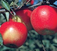Jonagold - Apple Tree Picture